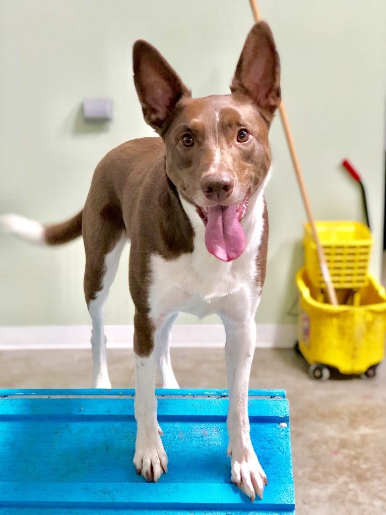 Gemini, a Border Collie and Australian Shepherd mix tested with EmbarkVet.com