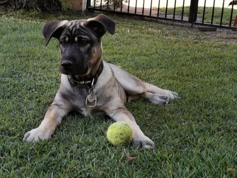 Mud, a Siberian Husky and Neapolitan Mastiff mix tested with EmbarkVet.com