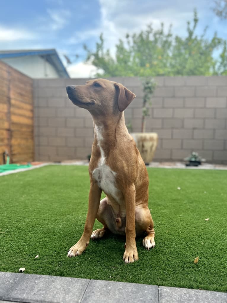 Laszlo, an Australian Cattle Dog and American Pit Bull Terrier mix tested with EmbarkVet.com