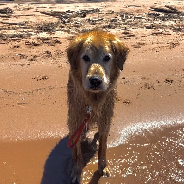 Timber “Gross Manor’s I’ll Be The One You Won’t Forget”, a Golden Retriever tested with EmbarkVet.com