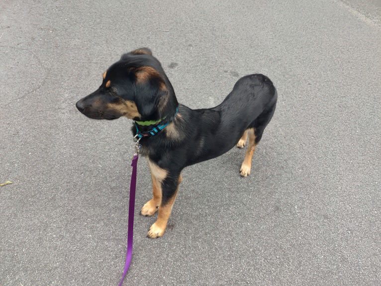 Clara, a Beagle and Australian Cattle Dog mix tested with EmbarkVet.com