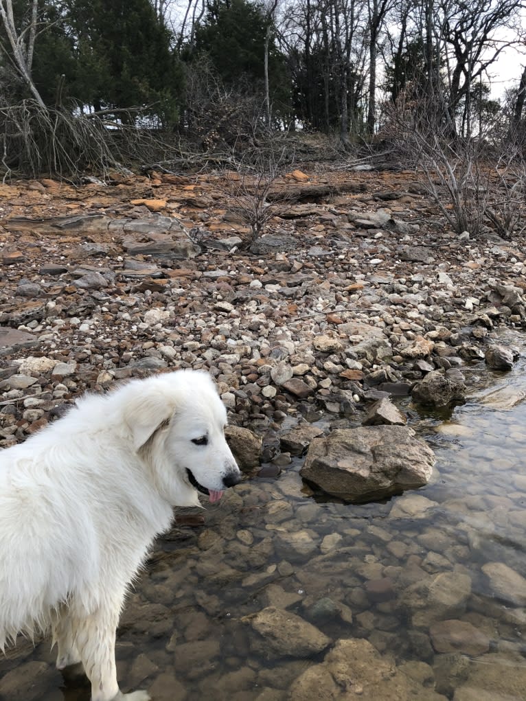 Looney “Chik’in Mini Bandit” Bear, a Great Pyrenees tested with EmbarkVet.com