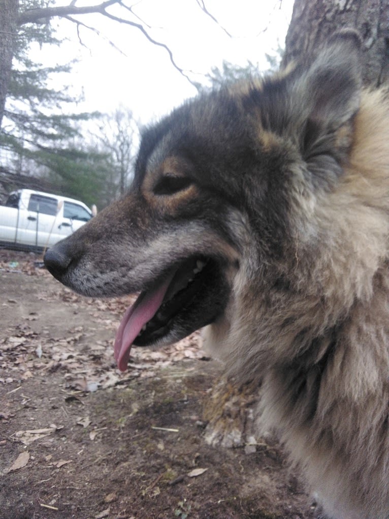 Wolf, a Siberian Husky tested with EmbarkVet.com