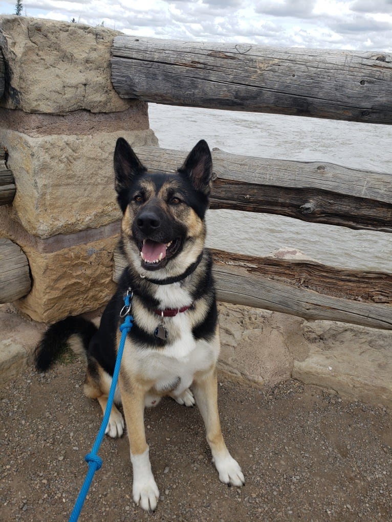 Percy, a German Shepherd Dog and Siberian Husky mix tested with EmbarkVet.com