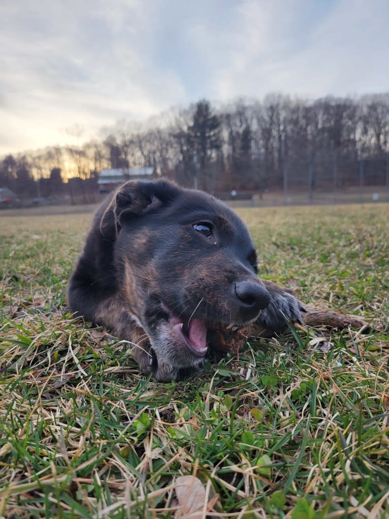 Zuko, a German Shepherd Dog and Rottweiler mix tested with EmbarkVet.com