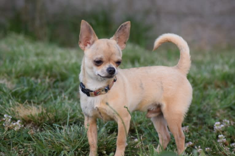 Roux, a Chihuahua tested with EmbarkVet.com
