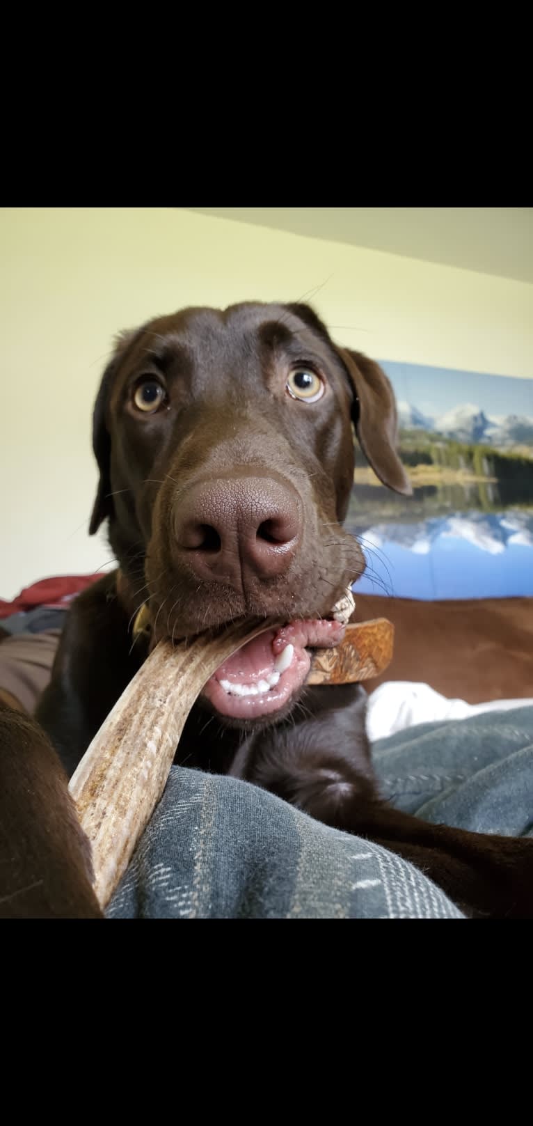 Zephyr, a Labrador Retriever tested with EmbarkVet.com