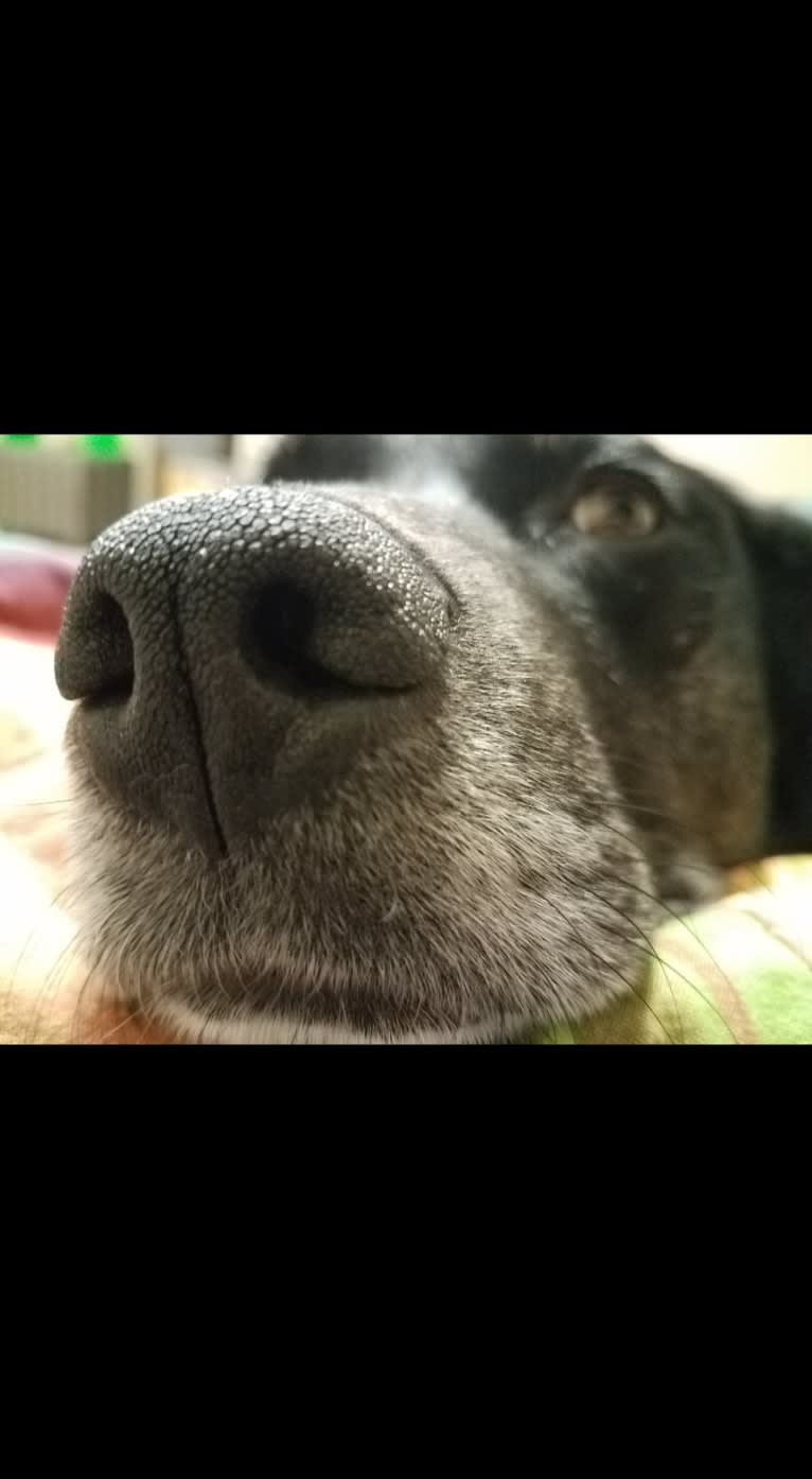 Gerdy, a Rottweiler and Australian Shepherd mix tested with EmbarkVet.com