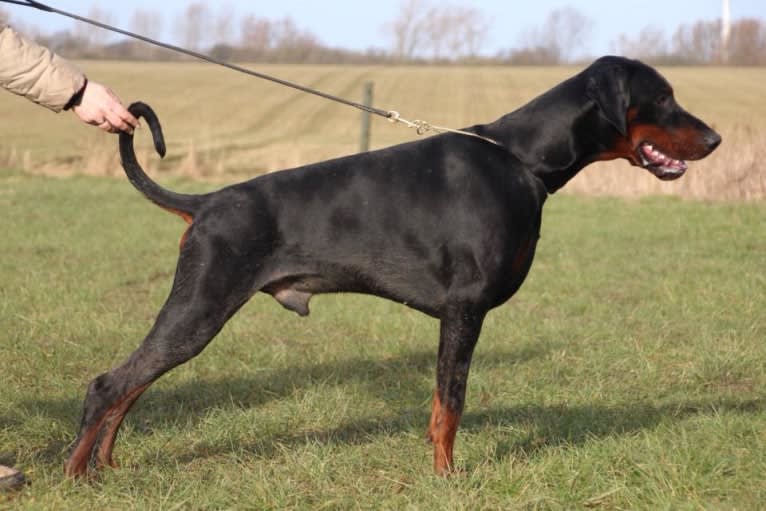 Tyson, a Doberman Pinscher tested with EmbarkVet.com