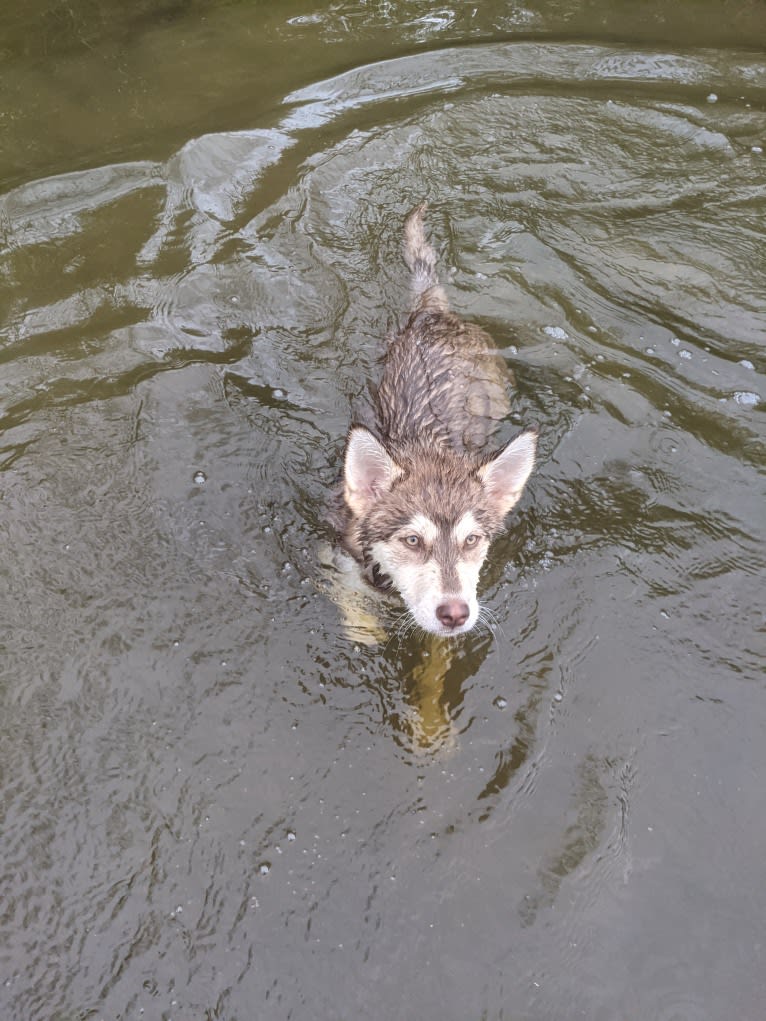 Gambit, a Siberian Husky and Australian Shepherd mix tested with EmbarkVet.com