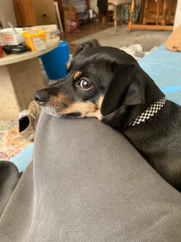 Sir Ridley, a Chihuahua and Rat Terrier mix tested with EmbarkVet.com