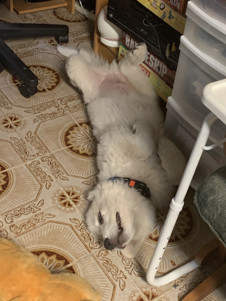 Casper, a Maremma Sheepdog tested with EmbarkVet.com