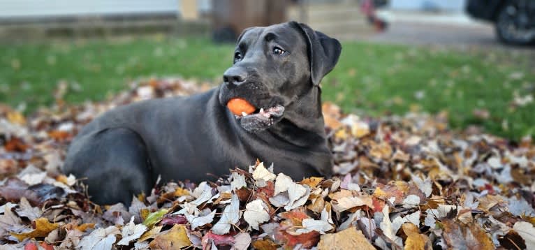 Ottis, a Perro de Presa Canario and English Springer Spaniel mix tested with EmbarkVet.com