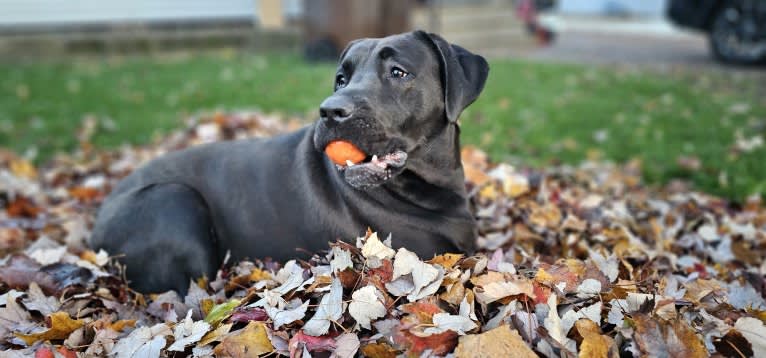 Ottis, a Perro de Presa Canario and English Springer Spaniel mix tested with EmbarkVet.com