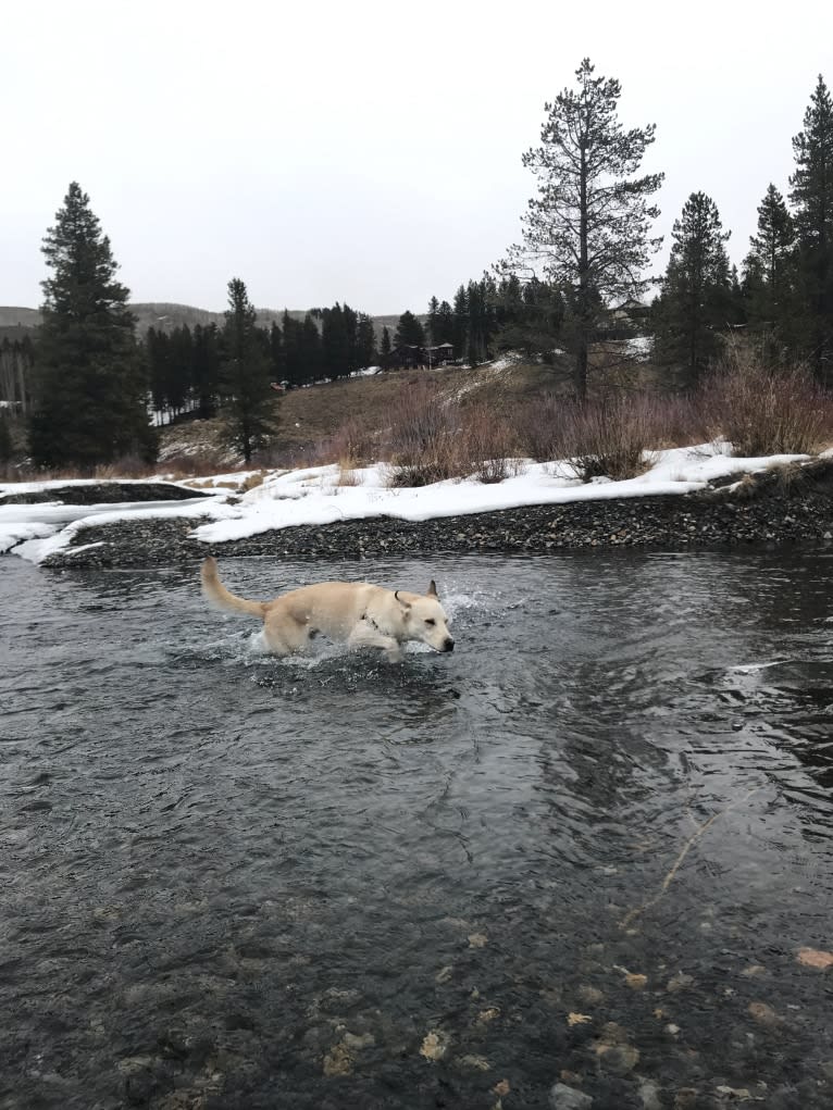 Leo, a Labrador Retriever and Siberian Husky mix tested with EmbarkVet.com