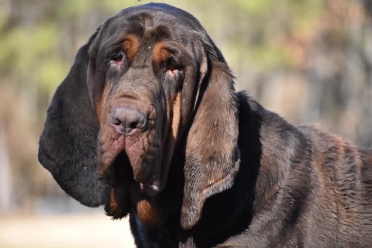 Moose, a Bloodhound tested with EmbarkVet.com