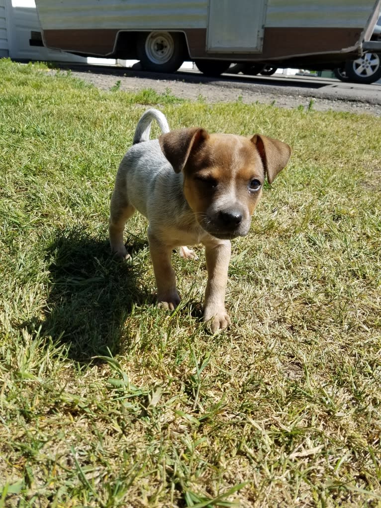 Tulsa Bleu, an Australian Cattle Dog and American Pit Bull Terrier mix tested with EmbarkVet.com