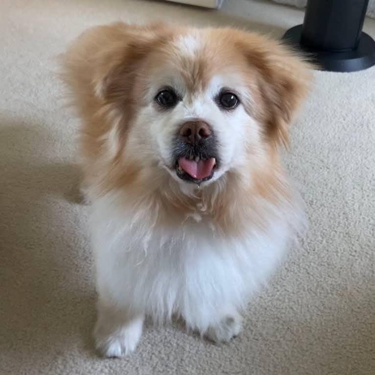 Macchiato, a Pekingese and Chihuahua mix tested with EmbarkVet.com