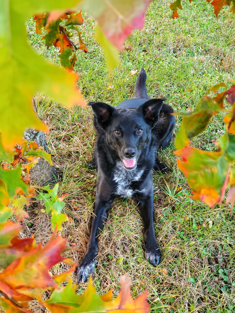 Ellie, a Border Collie and Australian Cattle Dog mix tested with EmbarkVet.com
