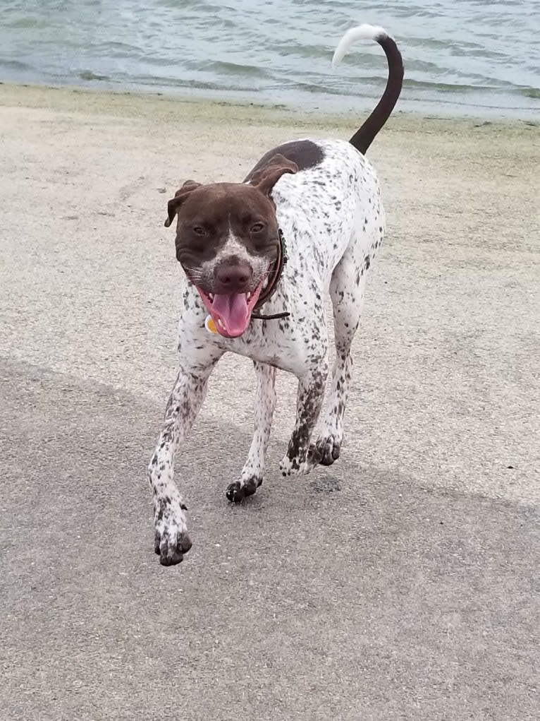 Arrow, a German Shorthaired Pointer and American Pit Bull Terrier mix tested with EmbarkVet.com