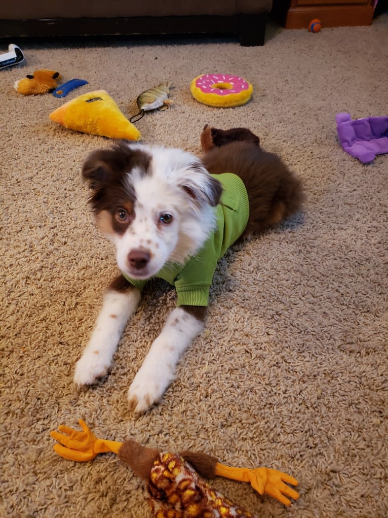 Berlin, an Australian Shepherd tested with EmbarkVet.com