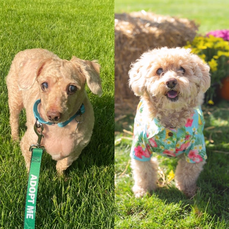 Cocomelon, a Poodle (Small) and Lhasa Apso mix tested with EmbarkVet.com