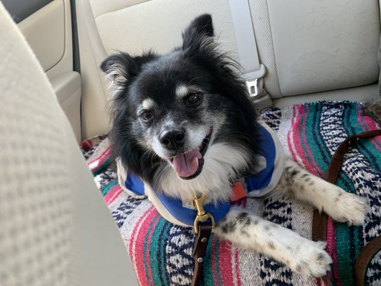 Piper, an American Eskimo Dog and Pomeranian mix tested with EmbarkVet.com