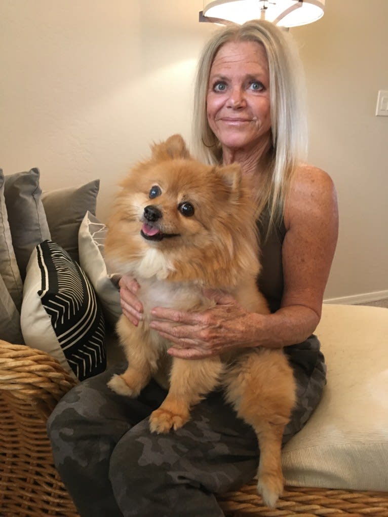 Teddy, a Pomchi (8.9% unresolved) tested with EmbarkVet.com