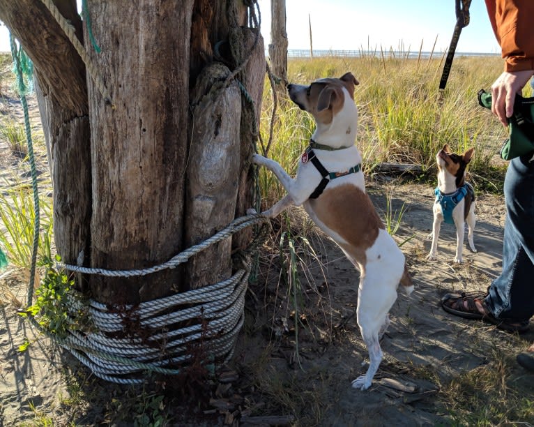 Katie, a Rat Terrier tested with EmbarkVet.com