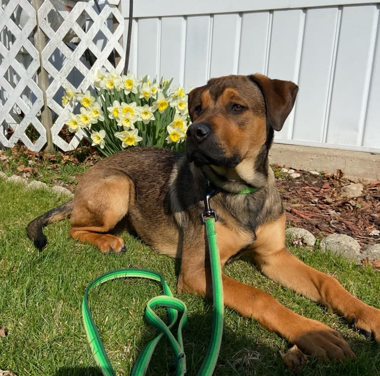 Lenny, a Rottweiler and American Pit Bull Terrier mix tested with EmbarkVet.com