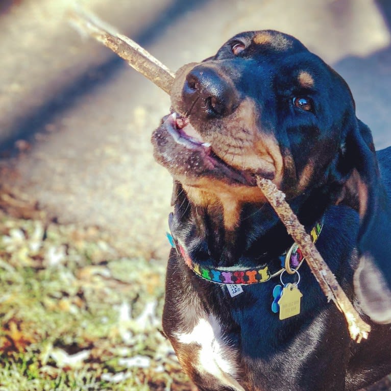 Hillary, a Black and Tan Coonhound tested with EmbarkVet.com