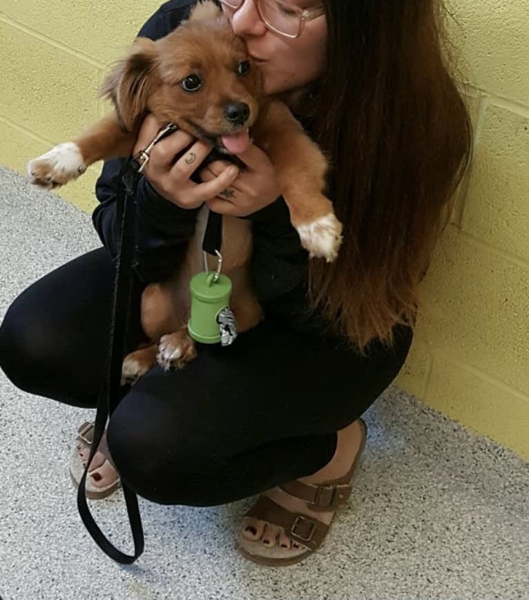 Bear Boombatz, a Pekingese and Chihuahua mix tested with EmbarkVet.com