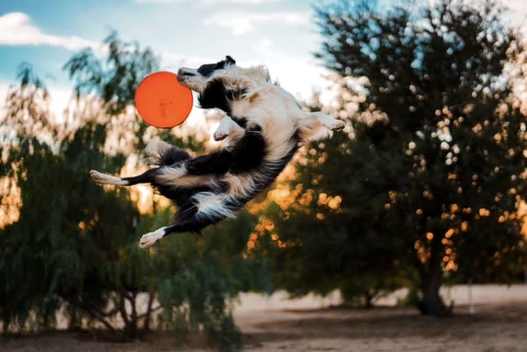 Donut, a Border Collie tested with EmbarkVet.com