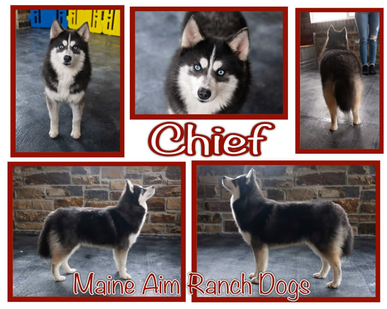 Chief, a Pomsky tested with EmbarkVet.com