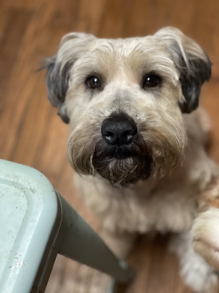 Charlee, a Soft Coated Wheaten Terrier (5.2% unresolved) tested with EmbarkVet.com