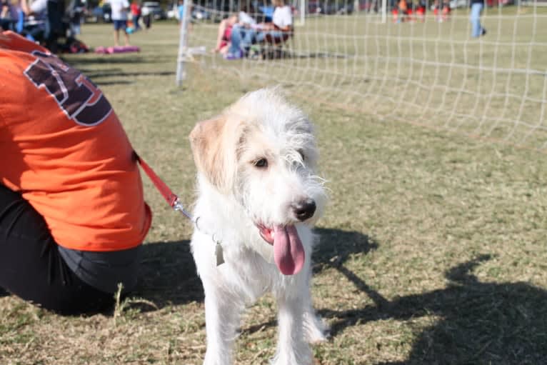 Cam, a Miniature Schnauzer and Cocker Spaniel mix tested with EmbarkVet.com