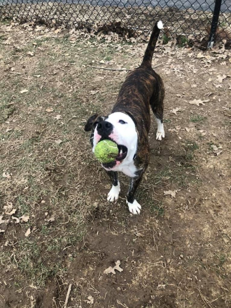 Fenster, an American Pit Bull Terrier and American Staffordshire Terrier mix tested with EmbarkVet.com