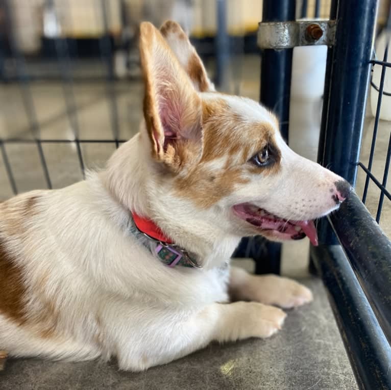 Bonnie, a Pembroke Welsh Corgi tested with EmbarkVet.com