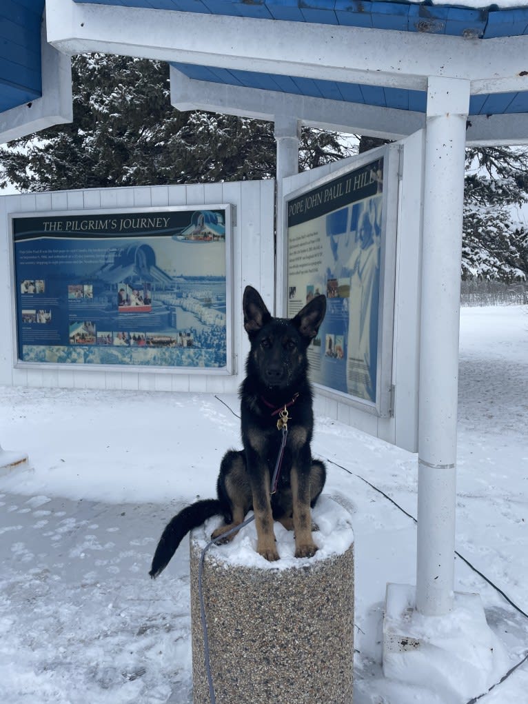 Dino, a German Shepherd Dog tested with EmbarkVet.com