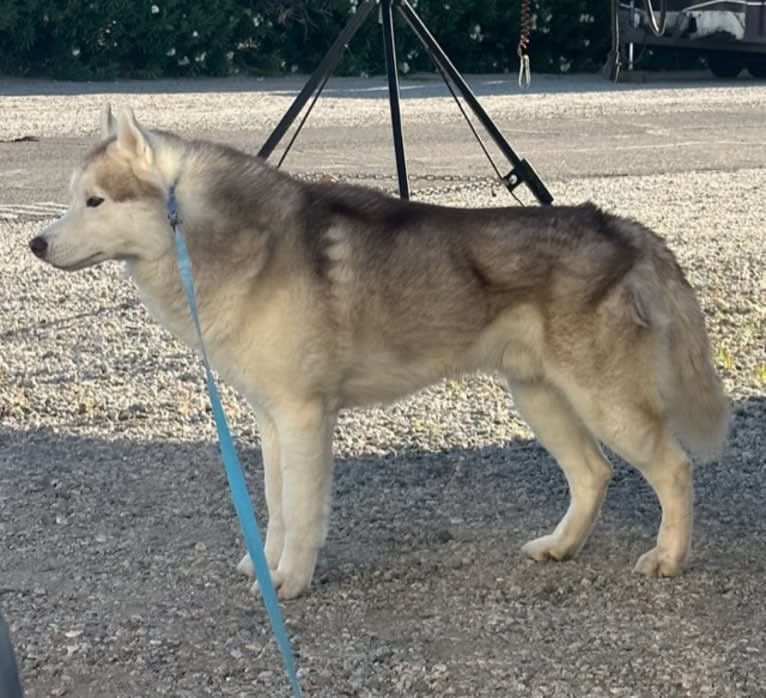 Dakines Afanasy Aleksei, a Siberian Husky tested with EmbarkVet.com