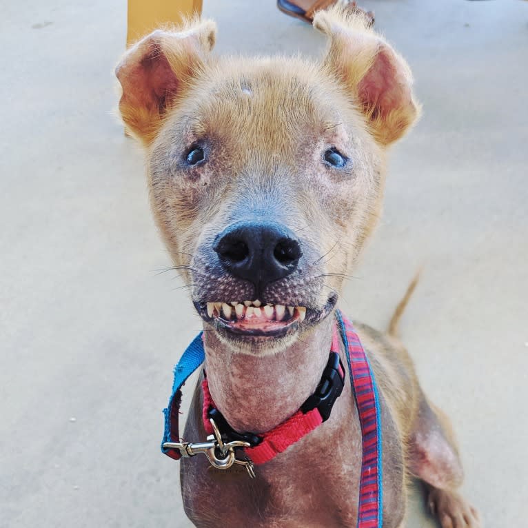 Chupey, an American Pit Bull Terrier and Rottweiler mix tested with EmbarkVet.com