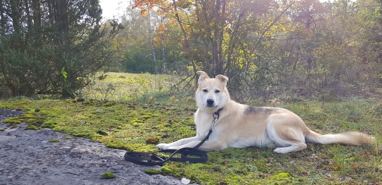 Nalle, an European Village Dog tested with EmbarkVet.com