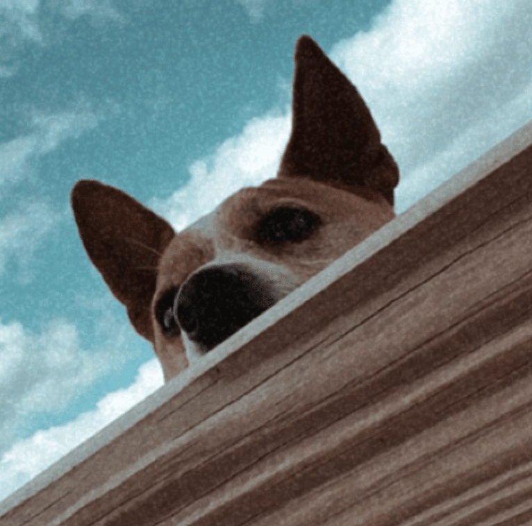Nancy, a Chihuahua and Great Pyrenees mix tested with EmbarkVet.com