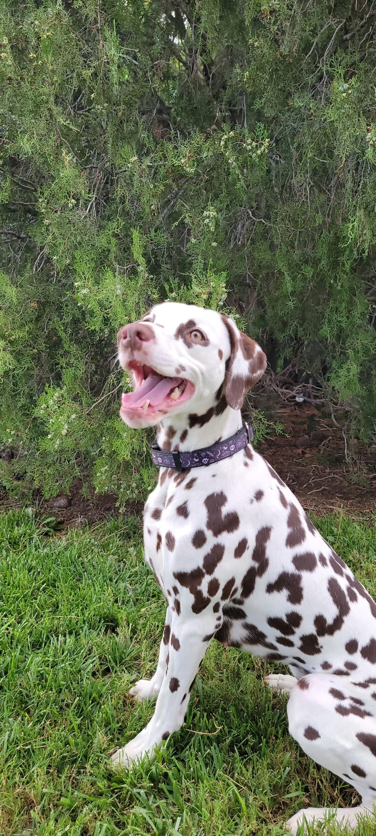 Mirajane, a Dalmatian tested with EmbarkVet.com