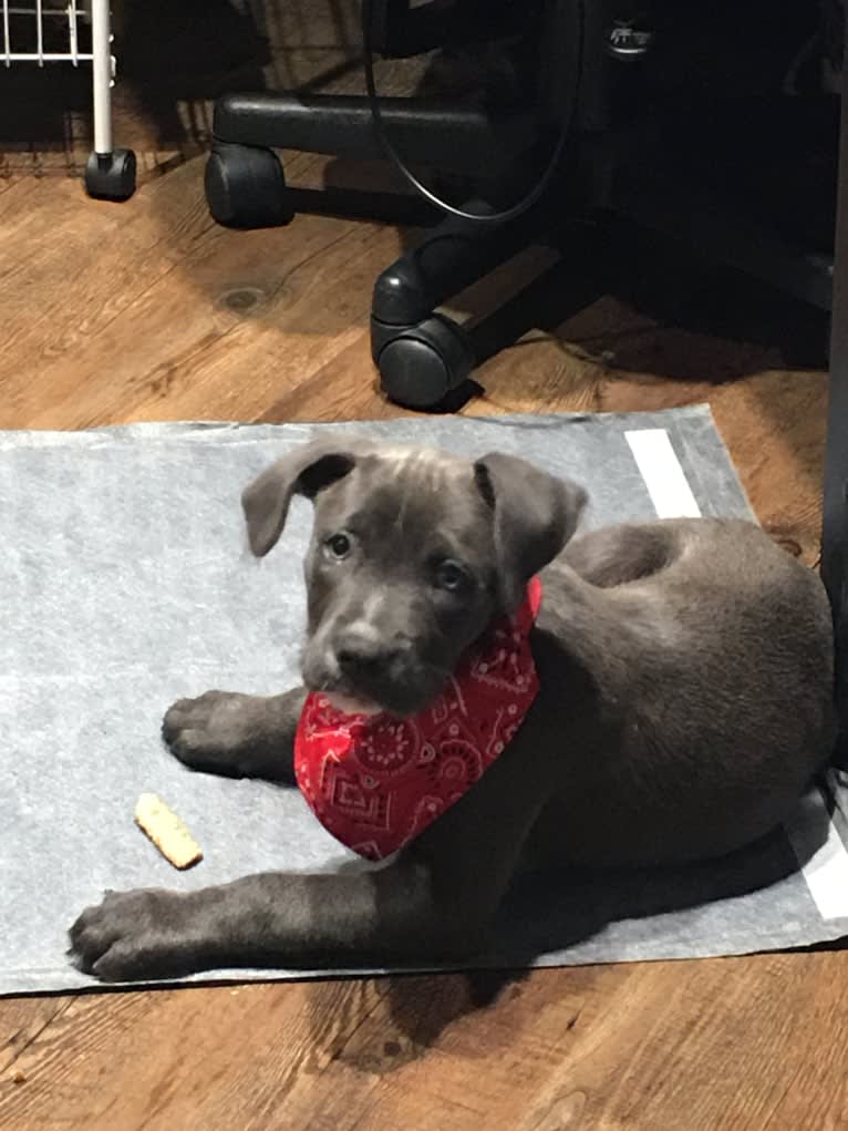 Puddin’ Pup, an American Pit Bull Terrier and Bluetick Coonhound mix tested with EmbarkVet.com