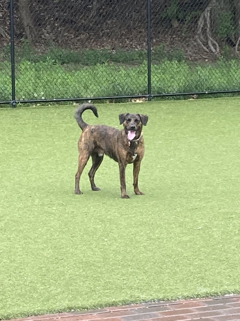 Rascal Fats, a Mountain Cur and Labrador Retriever mix tested with EmbarkVet.com