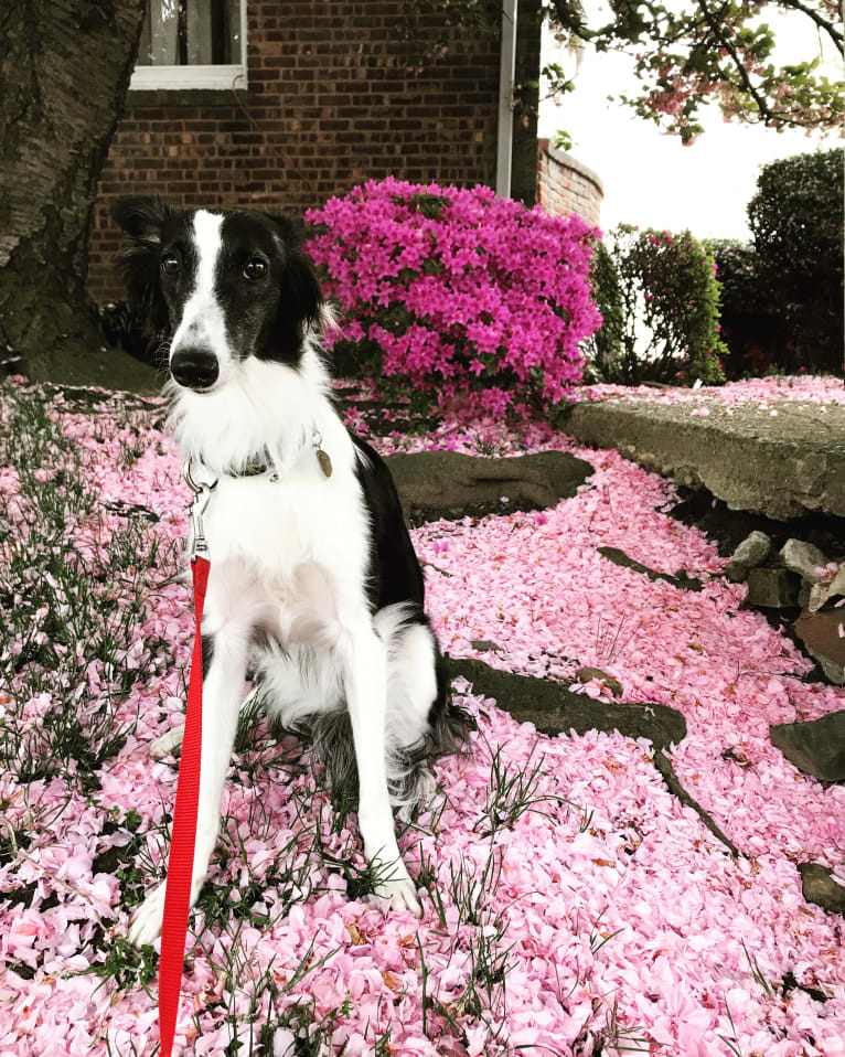 Windspirit Godiva (aka CRICKET ... Needs A Bath), a Silken Windhound tested with EmbarkVet.com