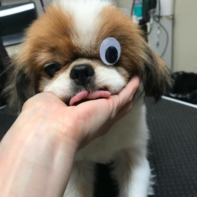 Carl, a Japanese Chin tested with EmbarkVet.com