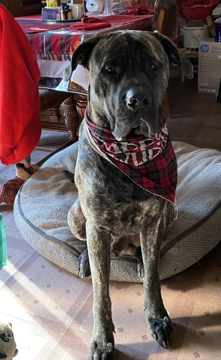 Godric Gryffindor Guzman, a Mastiff tested with EmbarkVet.com