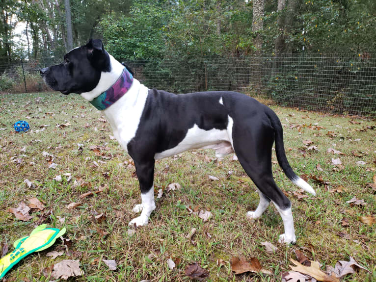 Chappie, an American Pit Bull Terrier and American Staffordshire Terrier mix tested with EmbarkVet.com